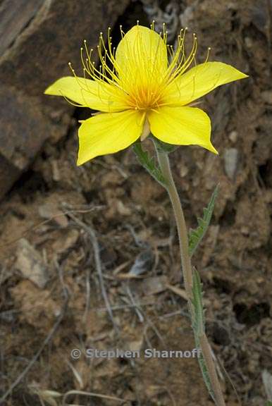 mentzelia crocea 4 graphic